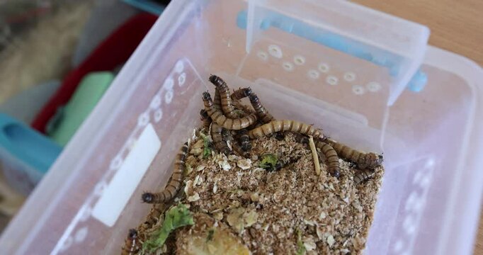 Shallow depth of field (selective focus) details with superworms (Zophobas morio) in a plastic box.