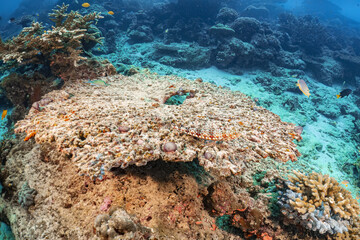 Real coral reef underwater photography marine biology ecosytem with colorful sea fish swim around in deep dive blue water landscape background in concept of global environment impact and bleaching