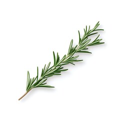 Fototapeta premium Fresh Green Rosemary Stem with Thin Needle-Like Leaves for Culinary and Aromatic Uses, Ideal for Culinary Arts, Herbal Remedies and Home Cooking