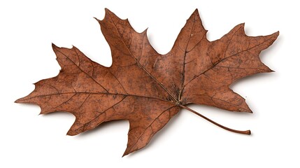 Naklejka premium Detailed Close-Up of a Dry Sycamore Leaf in Earthy Brown Tones, Highlighting Natural Textures and Intricate Vein Patterns on a Clear Background