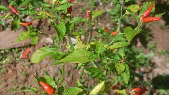 Closed up of cayenne pepper plants (Capsicum frutescens)