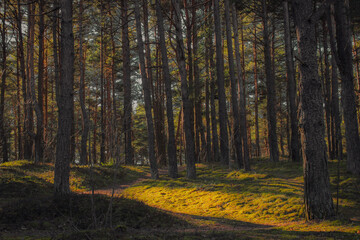 Spring forest in the morning