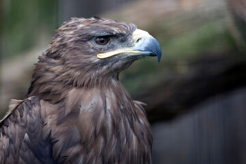 Fototapeta premium Eagle a closeup portrait