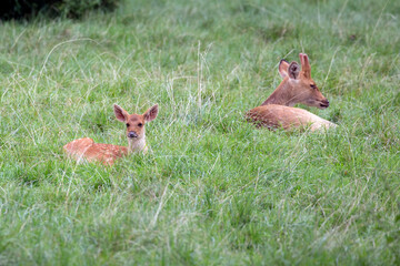 Young red deer in the grass