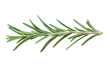 Fototapeta premium PNG object on clear backdrop. Close up of a rosemary sprig displaying its vibrant green needle like leaves, perfect for adding flavor to dishes. Isolated on transparent background.