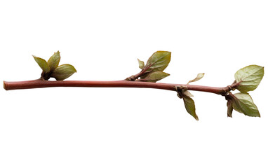 PNG object on clear backdrop. Simple brown twig adorned with green leaves, bringing a touch of nature indoors. Isolated on transparent background.