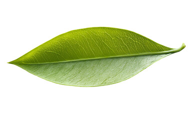 Fototapeta premium PNG object on clear backdrop. Closeup of a vibrant green leaf, highlighting its intricate vein patterns and natural texture. Isolated on transparent background.