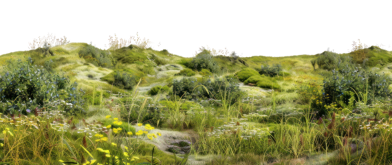 PNG Landscape nature vegetation grassland.