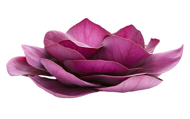 PNG object on clear backdrop. Beautiful pink lotus flower with layered petals, symbolizing purity and tranquility in nature. Isolated on transparent background.