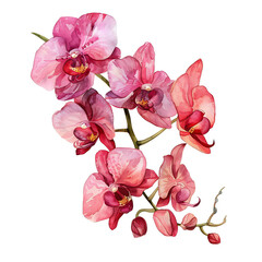 Orchid Flowers Watercolor isolated on white background. Beautiful flowers decorative vector illustration. Watercolor orchid branch