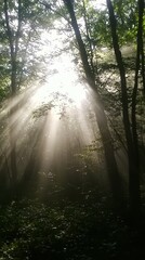 Fototapeta premium Breathtaking Sun Rays Filtering Through a Dense Forest, Illuminating the Tranquil Summer Environment with a Magical Blurry Effect