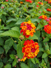 orange and flowers