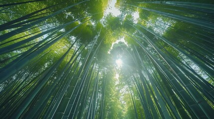 Looking up at the lush green bamboo forest