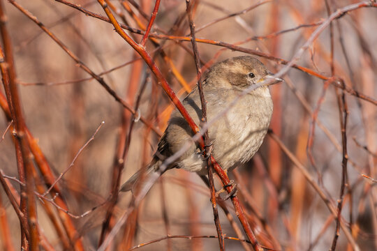 House sparrow female in leafless bush 1 - Powered by Adobe