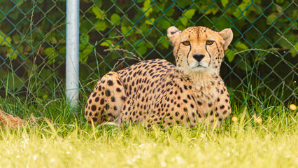 Acinonyx jubatus, cheetah, on a sunny day in summer