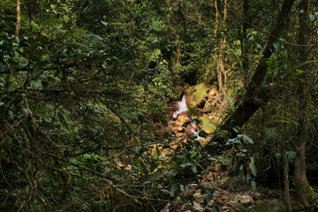 Fototapeta premium Hidden Waterfall Amidst Jungle Greenery