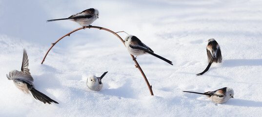 Group of little birds on snow. Long tailed tit. Aegithalos caudatus