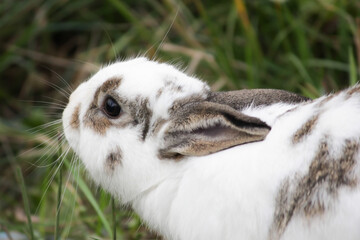 Fototapeta premium white rabbit with upright ears, sitting on grass, small mammal in nature, cute bunny in the clover, young animal in the countryside.