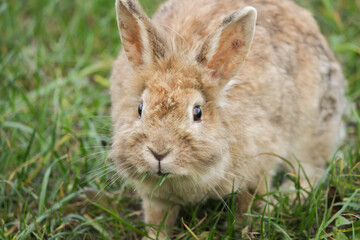 Fluffy Brown Rabbit Resting in Grass, cute pet sitting in meadow, furry bunny in nature