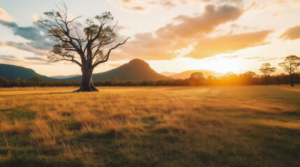 Fototapeta premium A large tree stands in a field with a beautiful sunset in the background