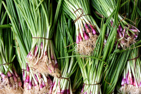 Freshly harvested locally grown raw green onions, or scallions in a farmers market in Jaipur, India.	