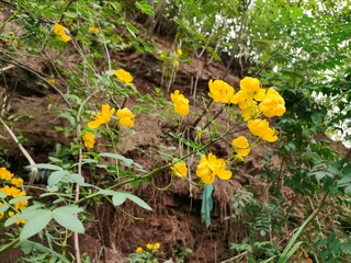 Closeup Senna tora (,foetid cassia) with fresh yellow flowers.Chinese medicinal herbs plant.is a leguminous plant. Traditional medicine. Beautiful green yellow senna spectabilis bicapsularis flower.