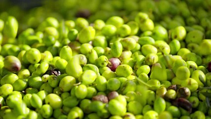 olive harvest in provence, close up