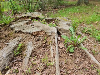 Tree stump after being cut. Close up of cut tree stump on the field