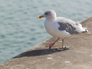 herring gull on the quay wall.
