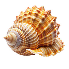 Obraz premium A beautiful seashell