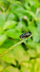 photo of a green fly perched on the tip of a leaf