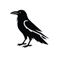 Obraz premium Silhouette Crow Raven
