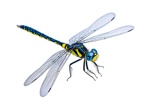 a blue and yellow dragonfly with transparent wings
