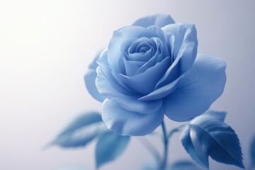 A single blue rose blooms against a soft, white background