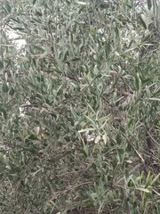 salvadora persica leaves pattern.tooth brush tree leaves pattern 
