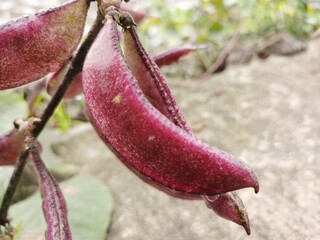 Crop of Purple Hyacinth Bean (Lablab purpureus) with dew ,a stir-fry vegetable.Purple Podded Pole...