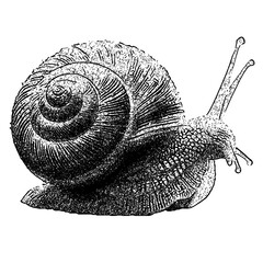 Intricate Dotwork Snail Illustration with clipping path.