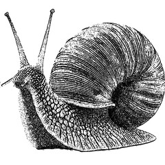 Hyper-Realistic Snail with Textured Shell and Extended Antennae with clipping path.