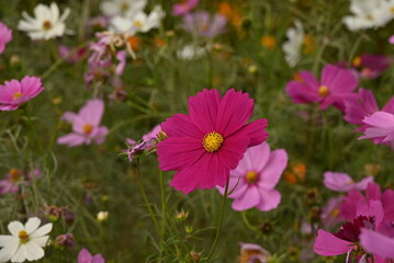 Fototapeta premium ピンク色のコスモス