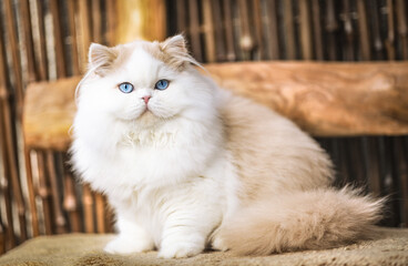 Edle Luxus Katze , imposant Britisch Kurzhaar und Langhaar