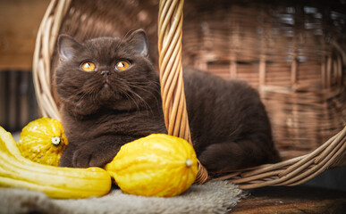 Britisch Kurzhaar Kitten in braun im Herbst , niedlich