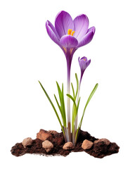 PNG Flower crocus blossom purple.