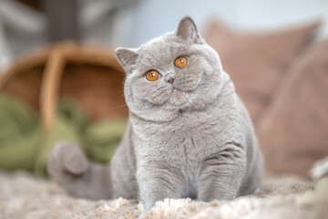 Edle Luxus Katze , imposant Britisch Kurzhaar und Langhaar