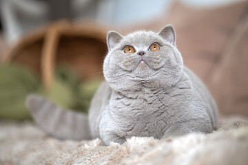 Edle Luxus Katze , imposant Britisch Kurzhaar und Langhaar