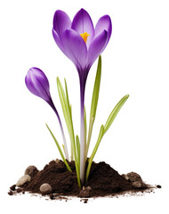 Obraz premium PNG Crocus flower blossom purple.