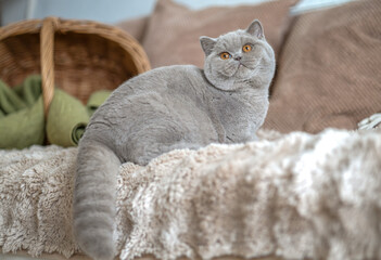 Edle Luxus Katze , imposant Britisch Kurzhaar und Langhaar