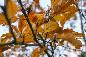 Close-up of vibrant orange autumn leaves against a bright sky, showcasing the seasonal beauty and delicate textures of fall foliage in natural light