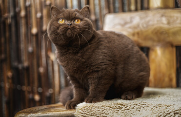 Britisch Kurzhaar Kitten in braun im Herbst , niedlich