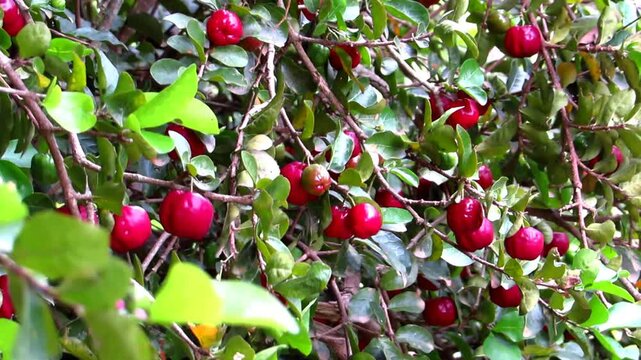 fresh organic acerola tree, outdoor acerola plantation