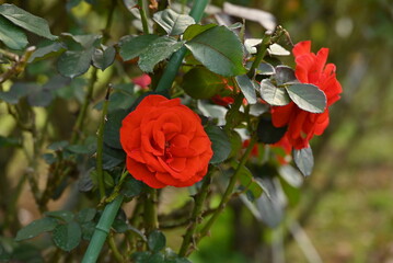 赤いバラ